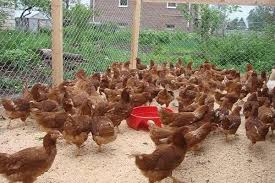 نیمچه مرغ گلپایگانی 3 ماهه اصلاح شده